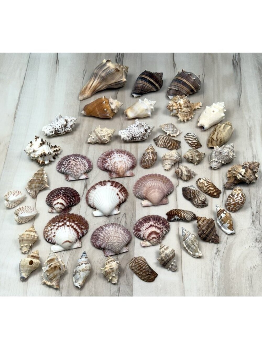 1.5lbs+ Assorted Natural SEA SHELLS Beach Aquarium Craft Variety Heart Cockles